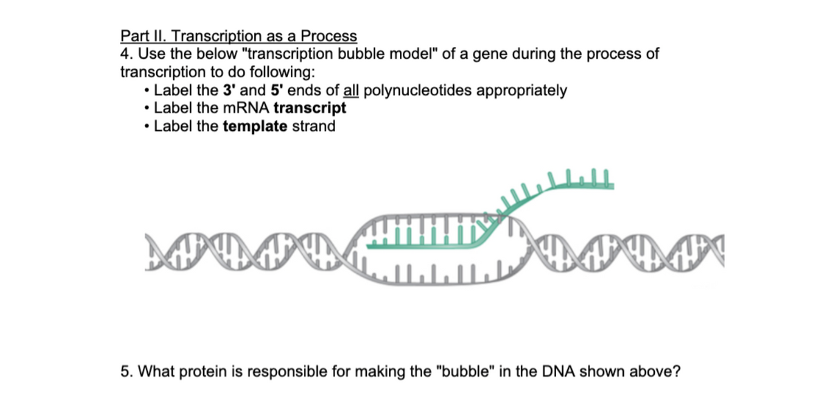 Part II. Transcription as a Process
4. Use the below "transcription bubble model" of a gene during the process of
transcription to do following:
• Label the 3' and 5' ends of all polynucleotides appropriately
• Label the mRNA transcript
• Label the template strand
HillT
لليليلا
UFUP
5. What protein is responsible for making the "bubble" in the DNA shown above?