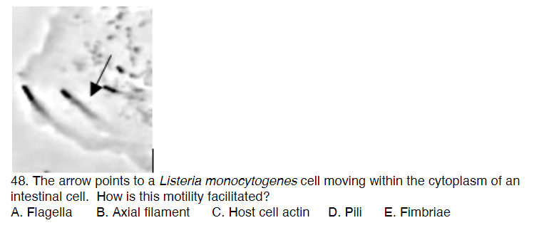 48. The arrow points to a Listeria monocytogenes cell moving within the cytoplasm of an
intestinal cell. How is this motility facilitated?
A. Flagella B. Axial filament C. Host cell actin D. Pili E. Fimbriae