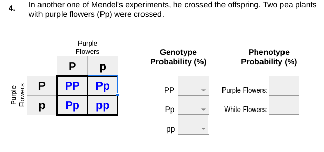 4.
Purple
Flowers
In another one of Mendel's experiments, he crossed the offspring. Two pea plants
with purple flowers (Pp) were crossed.
Purple
Flowers
р р
P PP
р Pp
Pp
pp
Genotype
Probability (%)
PP
Pp
pp
Phenotype
Probability (%)
Purple Flowers:
White Flowers: