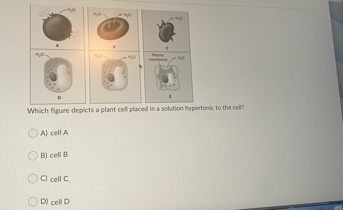 H,0
H20
H20
H,0
H20
H,O
H20
Plasma
membrane
H,0
Which figure depicts a plant cell placed in a solution hypertonic to the cell?
A) cell A
B) cell B
C) cell C
D) cell D
