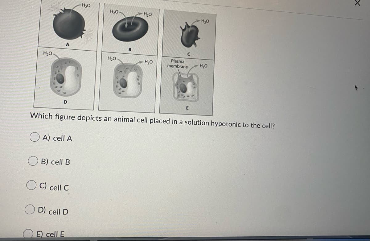 H2O
H,0
H,0
H,0
B
H,0
H,0
Plasma
membrane
H,0
H20
Which figure depicts an animal cell placed in a solution hypotonic to the cell?
A) cell A
B) cell B
O C) cell C
D) cell D
E) cell E
