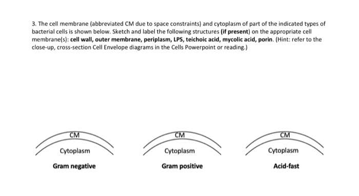 3. The cell membrane (abbreviated CM due to space constraints) and cytoplasm of part of the indicated types of
bacterial cells is shown below. Sketch and label the following structures (if present) on the appropriate cell
membrane(s): cell wall, outer membrane, periplasm, LPS, teichoic acid, mycolic acid, porin. (Hint: refer to the
close-up, cross-section Cell Envelope diagrams in the Cells Powerpoint or reading.)
CM
Cytoplasm
Gram negative
CM
Cytoplasm
Gram positive
CM
Cytoplasm
Acid-fast