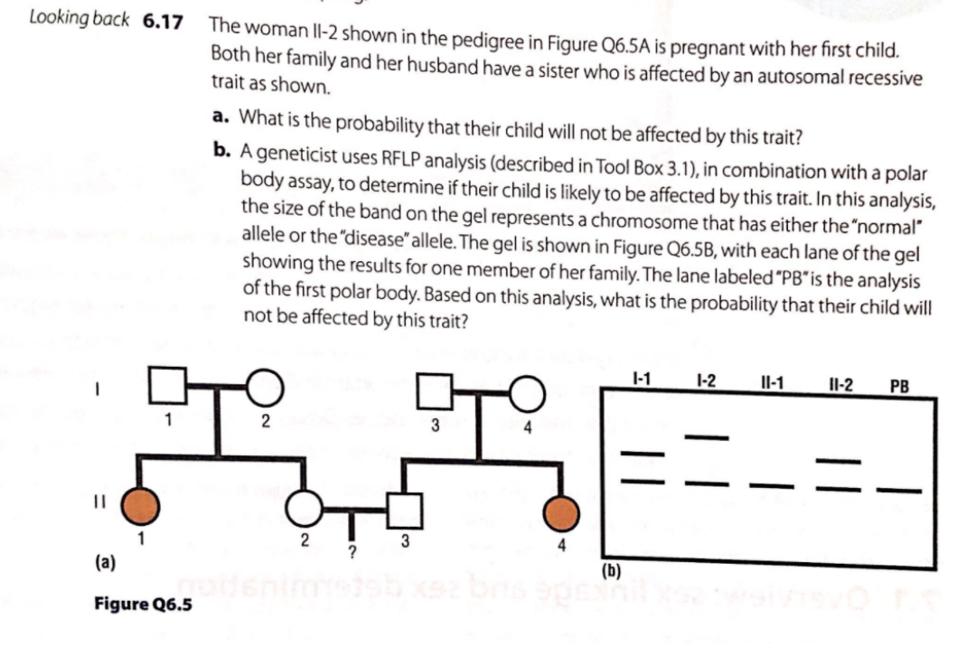 Looking back 6.17
The woman Il-2 shown in the pedigree in Figure Q6.5A is pregnant with her first child.
Both her family and her husband have a sister who is affected by an autosomal recessive
trait as shown.
a. What is the probability that their child will not be affected by this trait?
b. A geneticist uses RFLP analysis (described in Tool Box 3.1), in combination with a polar
body assay, to determine if their child is likely to be affected by this trait. In this analysis,
the size of the band on the gel represents a chromosome that has either the "normal"
allele or the "disease"allele. The gel is shown in Figure Q6.5B, with each lane of the gel
showing the results for one member of her family. The lane labeled "PB"is the analysis
of the first polar body. Based on this analysis, what is the probability that their child will
not be affected by this trait?
1-1
1-2
Il-1
IlI-2
PB
2
3
1
2
3
4
?
(a)
(b)
enimsb xsz bns sp
Figure Q6.5
