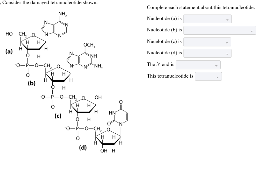 Consider the damaged tetranucleotide shown.
NH₂
HỌ—CH, O
(a)
H
HH
O
H
H
-O-P-O-CH₂ O
(b)
H
N
H H
(c)
H
OCH₂
O H
-O-P-O-CH₂ O
H
NH
N ANH,
NH₂
H H
OH
(d)
H HN
O H
-O-P-O-CH₂ O
H
H H
OH H
H
Complete each statement about this tetranucleotide.
Nucleotide (a) is
Nucleotide (b) is
Nucelotide (c) is
Nucleotide (d) is
The 3' end is
This tetranucleotide is
▶