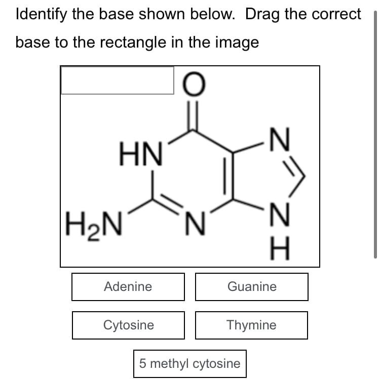Identify the base shown below. Drag the correct
base to the rectangle in the image
O
HN
H₂N
Adenine
Cytosine
N
N
N
ZI
5 methyl cytosine
H
Guanine
Thymine