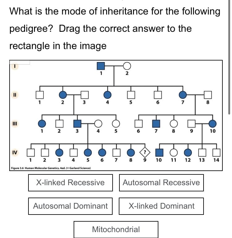 What is the mode of inheritance for the following
pedigree? Drag the correct answer to the
rectangle in the image
||
E
III
IV
1
2
1 2
3
3
1 2
3
Figure 3.6 Human Molecular Genetics, 4ed. (© Garland Science)
4
X-linked Recessive
5
4 5 6 7 8
Autosomal Dominant
2
5
6 7 8
6
?
9
Mitochondrial
7
9
10 11 12
Autosomal Recessive
X-linked Dominant
8
10
13 14