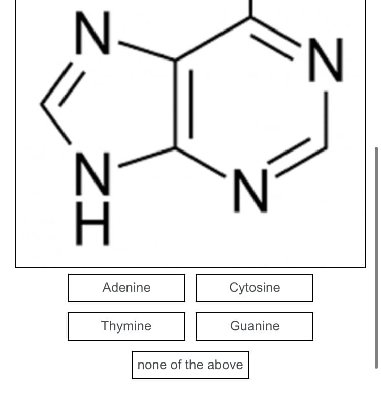 N.
ZI
Adenine
Thymine
N
Cytosine
Guanine
none of the above
N