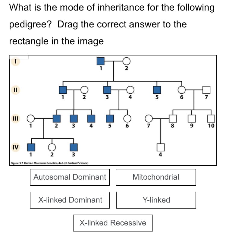 What is the mode of inheritance for the following
pedigree? Drag the correct answer to the
rectangle in the image
T
II
IV
1
2
1
1
2
3
Figure 3.7 Human Molecular Genetics, 4ed. (© Garland Science)
3
2 3 4 5 6
Autosomal Dominant
X-linked Dominant
2
5
T
4
Mitochondrial
Y-linked
X-linked Recessive
8
6
9
7
10