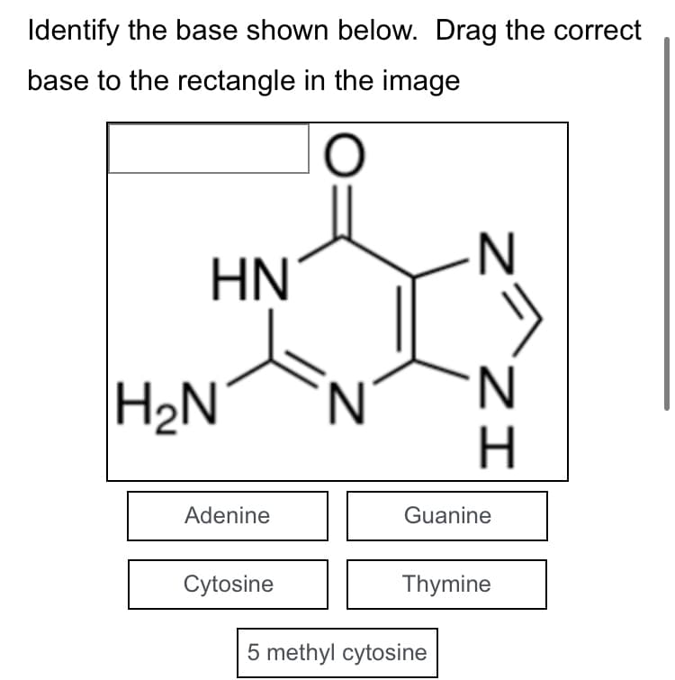 Identify the base shown below. Drag the correct
base to the rectangle in the image
O
I
HN
H₂N
Adenine
Cytosine
N
N
IZ
5 methyl cytosine
H
Guanine
Thymine