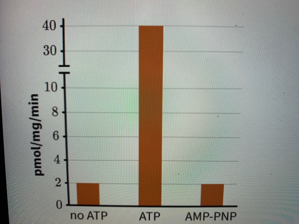 40
30
10
6.
no ATP
AТР
AMP-PNP
pmol/mg/min
4)
