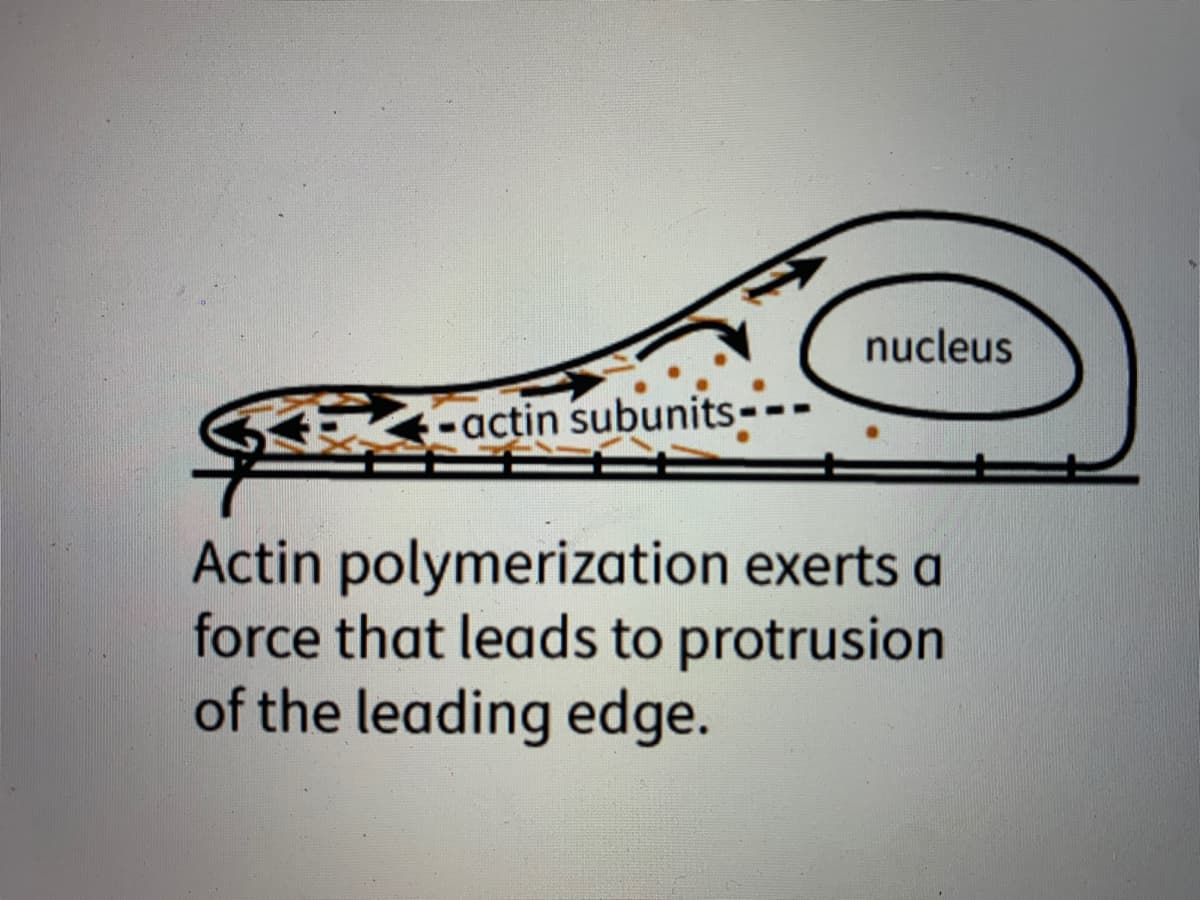 nucleus
-actin subunits-
Actin polymerization exerts a
force that leads to protrusion
of the leading edge.
