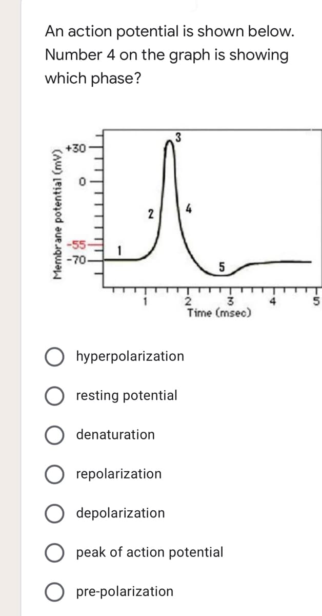 An action potential is shown below.
Number 4 on the graph is showing
which phase?
3
DA
4
2
-70
5
1
2
3
Time (msec)
Ohyperpolarization
O resting potential
denaturation
repolarization
depolarization
peak of action potential
Membrane potential (mv)
50
O pre-polarization
4