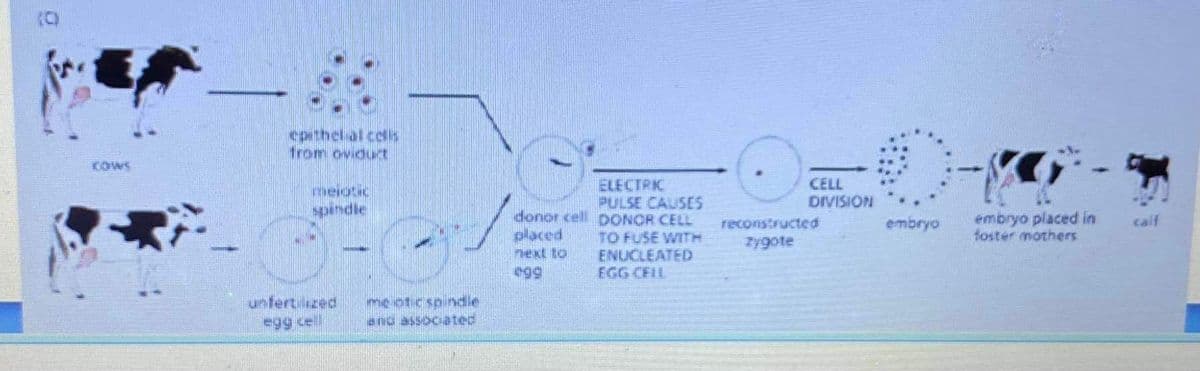 epithel al cols
from ovidurt
ELECTRI
PULSE CAUSES
donor cell DONOR CELL
TO FUSE WITH
ENUCLEATEDD
EGG CELL
CELL
DIVISION
spindie
embryo placed in
foster mothers
reconstructed
embryo
calf
placed
zygote
next to
egg
me otic spindie
and associated
untertlized
e9g cel
