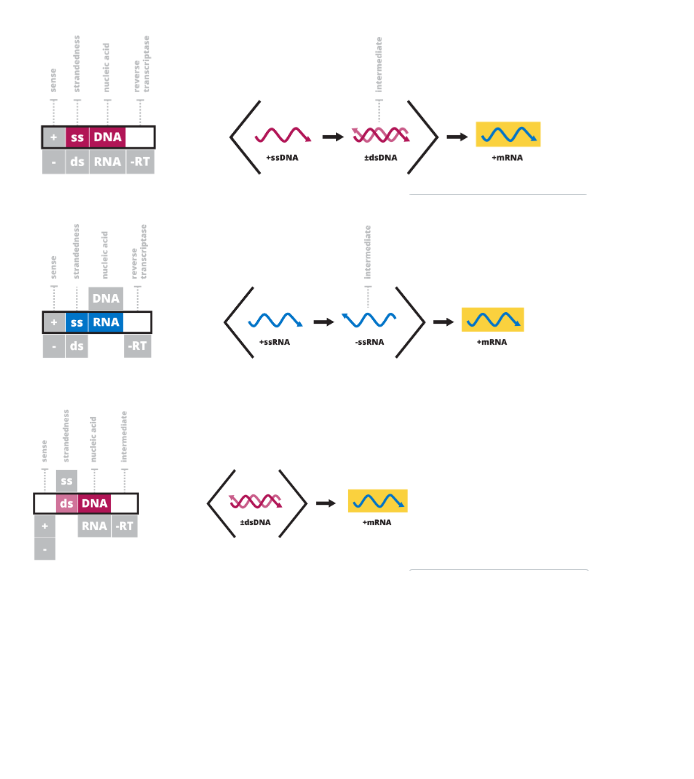 sense
+
....... sense
....... sense
strandedness
strandedness
ss
DNA
- ds RNA -RT
strandedness
nucleic acid
nucleic acid
nucleic acid
DNA
ss RNA
ds
ds DNA
reverse
transcriptase
intermediate
..
reverse
transcriptase
-RT
RNA -RT
+ssDNA
+SsRNA
tdsDNA
intermediate
tdsDNA
Intermediate
دنياه
-SSRNA
+mRNA
+mRNA
+mRNA