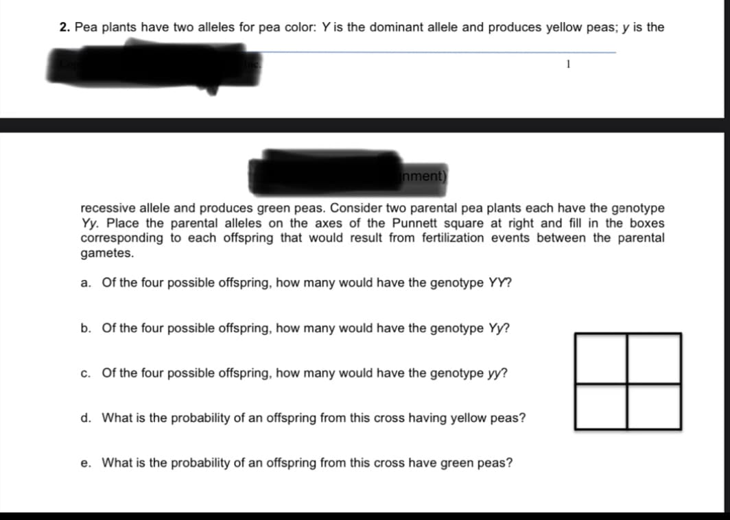 2. Pea plants have two alleles for pea color: Y is the dominant allele and produces yellow peas; y is the
1
recessive allele and produces green peas. Consider two parental pea plants each have the genotype
Yy. Place the parental alleles on the axes of the Punnett square at right and fill in the boxes
corresponding to each offspring that would result from fertilization events between the parental
gametes.
a. Of the four possible offspring, how many would have the genotype YY?
b. Of the four possible offspring, how many would have the genotype Yy?
c. Of the four possible offspring, how many would have the genotype yy?
d. What is the probability of an offspring from this cross having yellow peas?
e. What is the probability of an offspring from this cross have green peas?
