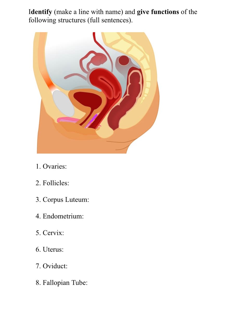 Identify (make a line with name) and give functions of the
following structures (full sentences).
1. Ovaries:
2. Follicles:
3. Corpus Luteum:
4. Endometrium:
5. Cervix:
6. Uterus:
7. Oviduct:
8. Fallopian Tube:
