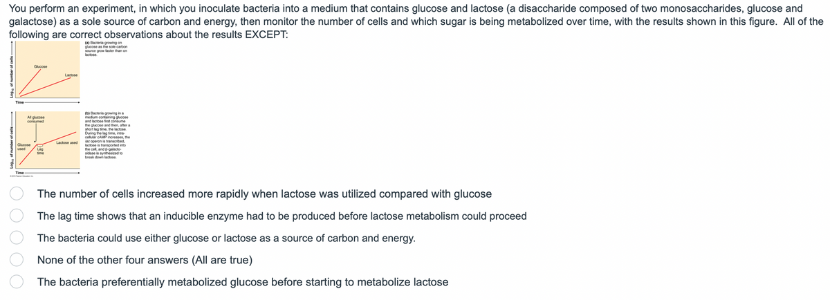 You perform an experiment, in which you inoculate bacteria into a medium that contains glucose and lactose (a disaccharide composed of two monosaccharides, glucose and
galactose) as a sole source of carbon and energy, then monitor the number of cells and which sugar is being metabolized over time, with the results shown in this figure. All of the
following are correct observations about the results EXCEPT:
(a) Bacteria growing on
glucose as the sole carbon
source grow faster than on
lactose.
Log10 of number of cells-
Time
All glucose
consumed
Glucose
used
Glucose
Time
©2019 Pearson Education Inc
Lag
time
Lactose
Lactose used
(b) Bacteria growing in a
medium containing glucose
and lactose first consume
the glucose and then, after a
short lag time, the lactose.
During the lag time, intra-
cellular CAMP increases, the
lac operon is transcribed,
lactose is transported into
the cell, and B-galacto-
sidase is synthesized to
break down lactose.
The number of cells increased more rapidly when lactose was utilized compared with glucose
The lag time shows that an inducible enzyme had to be produced before lactose metabolism could proceed
The bacteria could use either glucose or lactose as a source of carbon and energy.
None of the other four answers (All are true)
The bacteria preferentially metabolized glucose before starting to metabolize lactose