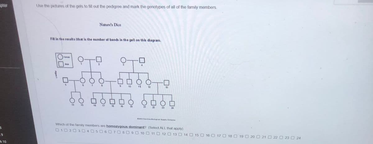 pter
Use the pictures of the gels to fill out the pedigree and mark the genotypes of all of the family members.
Nature's Dice
Fill in the results (th at is the number of bands in the gel) on this diagram.
Fanas
Ma
10
11
12
13
14
15
16
17
20
21
22
24
Cetina etegical Supely Cempany
Which of the family members are homozygous dominant? (Select ALL that apply)
O10203 405060708 090 10 0 11 12 O 13 14 O 15 16 0 17 O 18 O 19 O 20 21 O 22 O 23 O 24
k 10
Pigure 1
