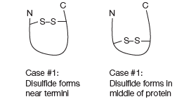 S-S
S-S-
S-S
Case #1:
Case #1:
Disulflde forms
Disulfide forms In
near temini
mlddle of proteln
