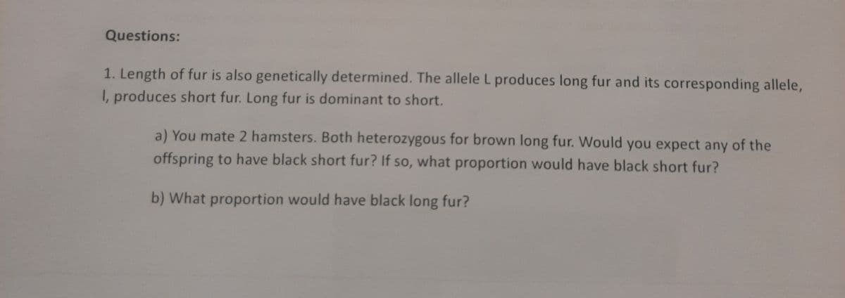 Questions:
1. Length of fur is also genetically determined. The allele L produces long fur and its corresponding allele,
I, produces short fur. Long fur is dominant to short.
a) You mate 2 hamsters. Both heterozygous for brown long fur. Would you expect any of the
offspring to have black short fur? If so, what proportion would have black short fur?
b) What proportion would have black long fur?