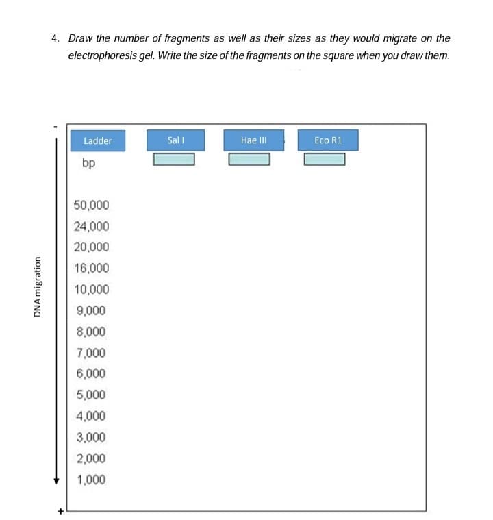 4. Draw the number of fragments as well as their sizes as they would migrate on the
electrophoresis gel. Write the size of the fragments on the square when you draw them.
Ladder
Sal I
Hae II
Eco R1
bp
50,000
24,000
20,000
16,000
10,000
9,000
8,000
7,000
6,000
5,000
4,000
3,000
2,000
1,000
DNA migration

