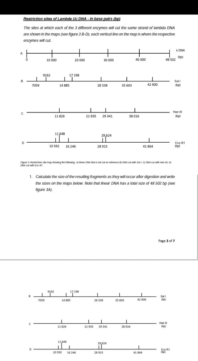 Restriction sites of Lambda (A) DNA - In base pairs (bp)
The sites at which each of the 3 different enzymes will cut the same strand of lambda DNA
are shown in the maps (see figure 3 B-D), each vertical line on the map is where the respective
enzymes will cut.
A DNA
A
(bp)
48502
10 000
20 000
30 000
40 000
9162
17 198
B
Sal I
7059
14 885
28 338
35 603
42 900
(bp)
Hae III
11 826
21 935
29 341
38 016
(bp)
11648
29,624
Eco R1
(bp)
10 592 16 246
28 915
41 864
Figure 3: Restrictrion site map showing the following A) inear DNA that is not cut as reference B) DNA CLt with Sal L C) DNA cut with Hae , D)
DNA cut with Eco RI
1. Calculate the size of the resulting fragments as they will occur after digestion and write
the sizes on the maps below. Note that linear DNA has a total size of 48 502 bp (see
figure 3A).
Page 3 of 7
9162
17 198
Sal i
(bp)
7059
14 885
28 338
35 603
42 900
Hae I
(bp)
11 826
21 935
29 341
38 016
11648
29,624
Eco R1
(bp)
10 592
16 246
28 915
41 864
