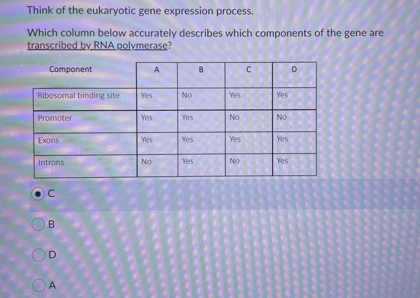 Think of the eukaryotic gene expression process.
Which column below accurately describes which components of the gene are
transcribed by RNA polymerase?
Component
A
C
D
Ribosomal binding site
Yes
No
Yes
Yes
Promoter
Yes
Yes
No
No
Exons
Yes
Yes
Yes
Yes
Introns
No
Yes
No
Yes
C
D
