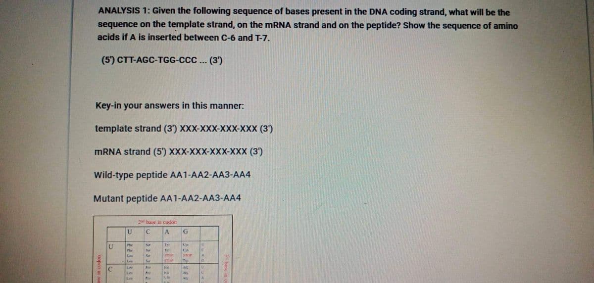 ANALYSIS 1: Given the following sequence of bases present in the DNA coding strand, what will be the
sequence on the template strand, on the MRNA strand and on the peptide? Show the sequence of amino
acids if A is inserted between C-6 and T-7.
(5') CTT-AGC-TGG-CCC... (3')
Key-in your answers in this manner:
template strand (3') XXX-XXX-XXX-XXX (3')
MRNA strand (5') XXX-XXX-XXX-XXX (3)
Wild-type peptide AA1-AA2-AA3-AA4
Mutant peptide AA1-AA2-AA3-AA4
2 buse n codon
A.
Phe
Phe
Sir
Lni
tase ne
uopes n s

