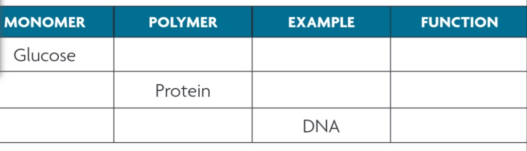 MONOMER
Glucose
POLYMER
Protein
EXAMPLE
DNA
FUNCTION