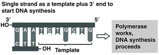 Single strand as a template plus 3' end to
start DNA synthesis
3'
но-
GAAT
5'
Polymerase
works,
DNA synthesis
proceeds
G
G
CT T
OH Template
