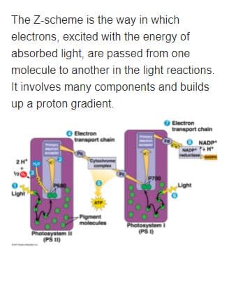 The Z-scheme is the way in which
electrons, excited with the energy of
absorbed light, are passed from one
molecule to another in the light reactions.
It involves many components and builds
up a proton gradient.
Electron
transport chain
O Electron
transport chain
O NADP
NAD H
Pr00
P80
Light
Light
ATP
Pigment
molecules
Photosystem
(PS I)
Photosystem I
(PS I)
