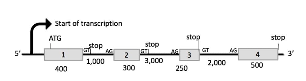 Start of transcription
ATG
stop
stop
stop
stop
GT
AG
GT
2
GT
AG
5'
1
AG
4
3'
1,000
3,000
2,000
500
400
300
250
