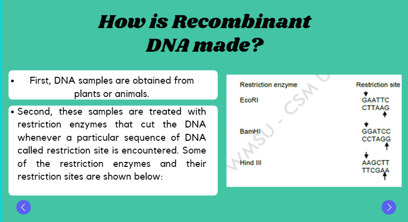 How is Recombinant
DNA made?
First, DNA samples are obtained from
Restriction enzyme
plants or animals.
Restriction site
EcoRI
GAATTC
СТТААG
• Second, these samples are treated with
restriction enzymes that cut the DNA
whenever a particular sequence of DNA
BamHI
GGATCC
CCTAGG
called restriction site is encountered. Some
of the restriction enzymes and their
MSU - CSM
Hind II
AAGCTT
TTCGAA
restriction sites are shown below:
>
