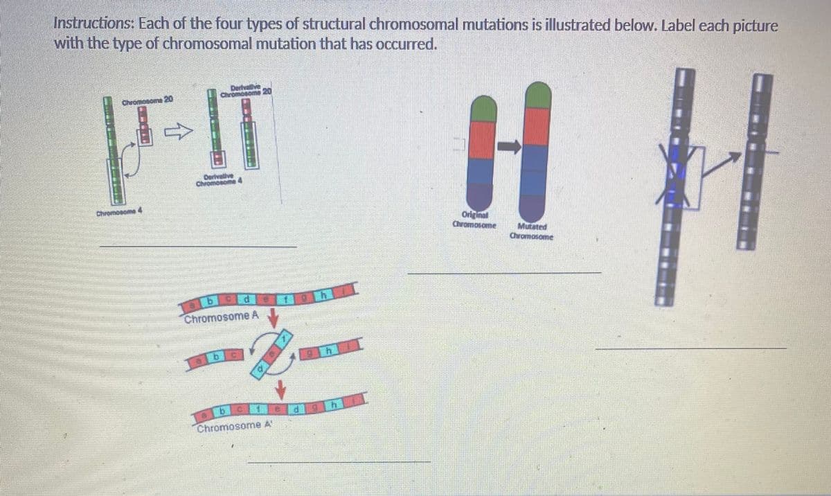 Instructions: Each of the four types of structural chromosomal mutations is illustrated below. Label each picture
with the type of chromosomal mutation that has occurred.
FIT H
Chrom
vonosome 20
Derivalive
Chromosome4
Original
Chromosome
Chromosome 4
Mutated
Chramosome
Chromosome A
Chromosome A
