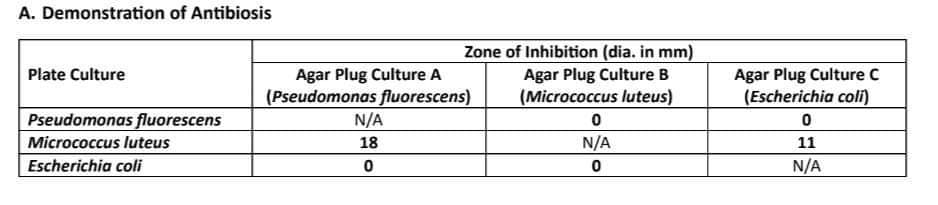 A. Demonstration of Antibiosis
Plate Culture
Pseudomonas fluorescens
Micrococcus luteus
Escherichia coli
Zone of Inhibition (dia. in mm)
Agar Plug Culture B
(Micrococcus luteus)
Agar Plug Culture A
(Pseudomonas fluorescens)
N/A
18
0
0
N/A
0
Agar Plug Culture C
(Escherichia coli)
0
11
N/A