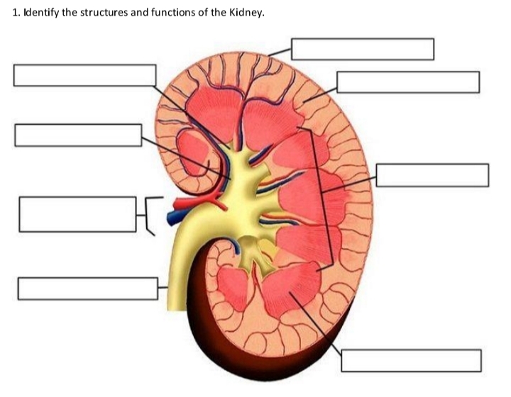 1. Identify the structures and functions of the Kidney.

