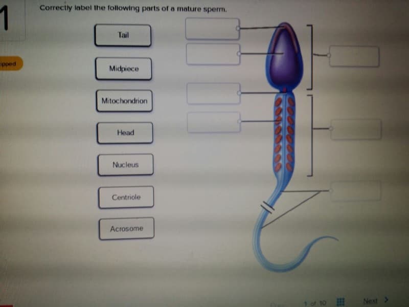 1
ipped
Correctly label the following parts of a mature sperm.
Tail
Midpiece
Mitochondrion
Head
Nucleus
Centriole
Acrosome
10
Next >>