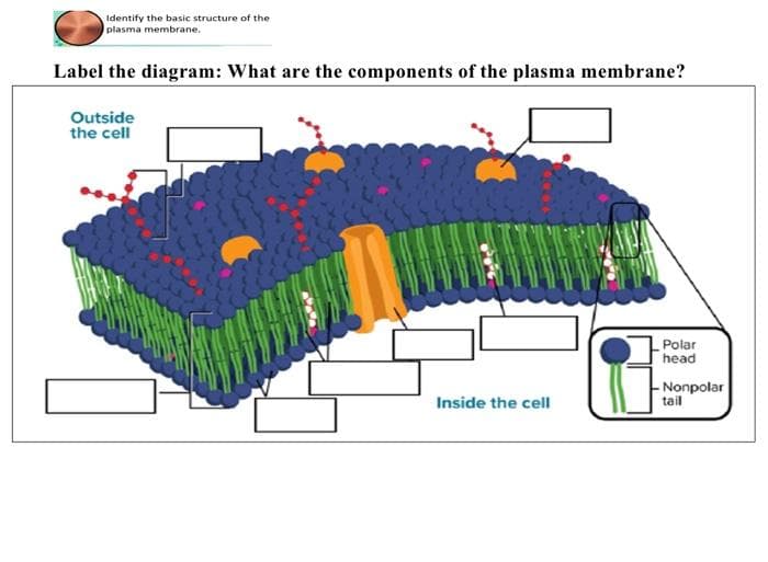 Identify the basic structure of the
plasma membrane.
Label the diagram: What are the components of the plasma membrane?
Outside
the cell
Inside the cell
Polar
head
- Nonpolar
tail