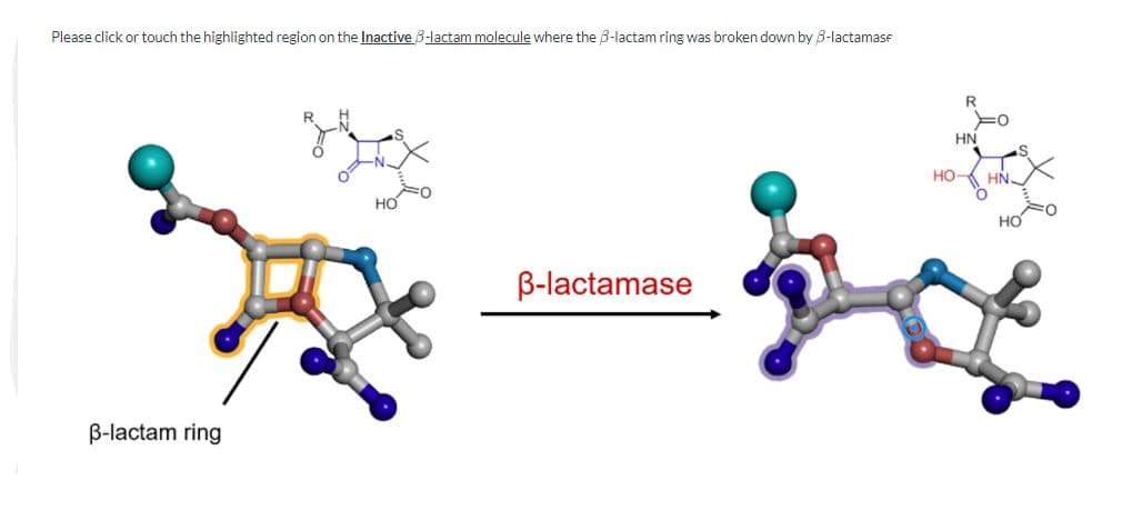 Please click or touch the highlighted region on the Inactive 3-lactam molecule where the 3-lactam ring was broken down by 8-lactamase
HN
HOK HN
HƠ
но
B-lactamase
B-lactam ring
