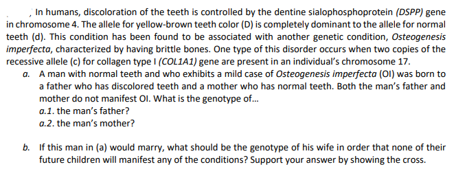 In humans, discoloration of the teeth is controlled by the dentine sialophosphoprotein (DSPP) gene
in chromosome 4. The allele for yellow-brown teeth color (D) is completely dominant to the allele for normal
teeth (d). This condition has been found to be associated with another genetic condition, Osteogenesis
imperfecta, characterized by having brittle bones. One type of this disorder occurs when two copies of the
recessive allele (c) for collagen type I (COL1A1) gene are present in an individual's chromosome 17.
a. A man with normal teeth and who exhibits a mild case of Osteogenesis imperfecta (OI) was born to
a father who has discolored teeth and a mother who has normal teeth. Both the man's father and
mother do not manifest Ol. What is the genotype of.
a.1. the man's father?
a.2. the man's mother?
b. If this man in (a) would marry, what should be the genotype of his wife in order that none of their
future children will manifest any of the conditions? Support your answer by showing the cross.
