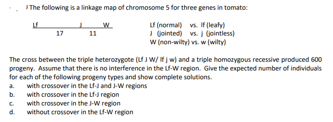 I The following is a linkage map of chromosome 5 for three genes in tomato:
Lf
Lf (normal) vs. If (leafy)
J (jointed) vs. j (jointless)
W (non-wilty) vs. w (wilty)
17
11
The cross between the triple heterozygote (Lf J W/ If j w) and a triple homozygous recessive produced 600
progeny. Assume that there is no interference in the Lf-W region. Give the expected number of individuals
for each of the following progeny types and show complete solutions.
with crossover in the Lf-J and J-W regions
with crossover in the Lf-J region
with crossover in the J-W region
without crossover in the Lf-W region
а.
b.
С.
d.
