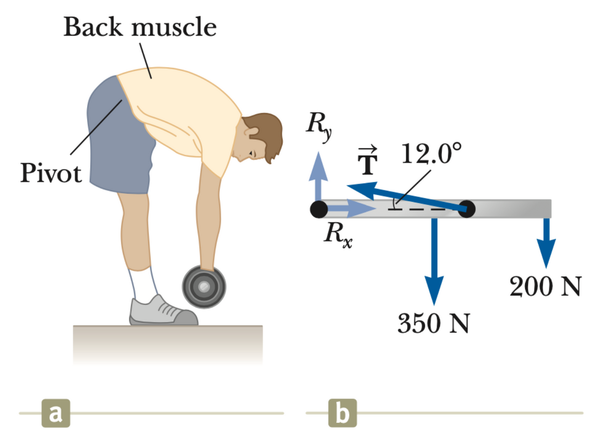 Back muscle
R,
7 12.0°
Pivot
200 N
350 N
a
