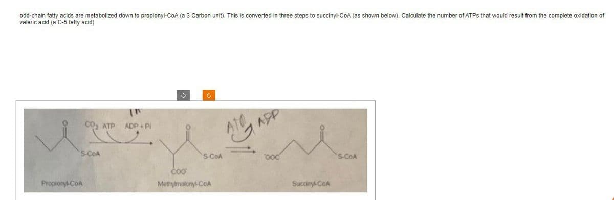 odd-chain fatty acids are metabolized down to propionyl-CoA (a 3 Carbon unit). This is converted in three steps to succinyl-CoA (as shown below). Calculate the number of ATPs that would result from the complete oxidation of
valeric acid (a C-5 fatty acid)
CO₂ ATP
S-COA
Propionyl-CoA
In
ADP+Pi
3
S-CoA
COO
Methylmalony-COA
ATO
APP
ood
Succinyl-CoA
'S-COA