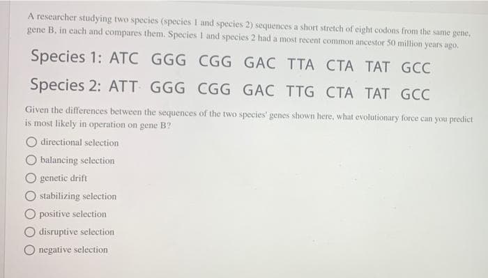 A researcher studying two species (species 1 and species 2) sequences a short stretch of eight codons from the same gene,
gene B. in each and compares them. Species 1 and species 2 had a most recent common ancestor 50 million years ago.
Species 1: ATC GGG CGG GAC TTA CTA TAT GCC
Species 2: ATT GGG CGG GAC TTG CTA TAT GCC
Given the differences between the sequences of the two species' genes shown here, what evolutionary force can you predict
is most likely in operation on gene B?
O directional selection
balancing selection
genetic drift
stabilizing selection
O positive selection
disruptive selection
negative selection
