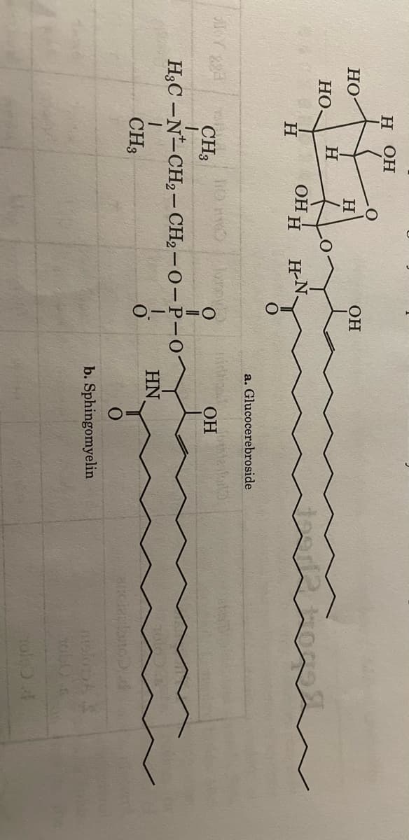 Н ОН
Но
ОН
Но.
OH H
H-N
a. Glucocerebroside
CH3
H3C -N-CH,– CH2 –0-P-0
HN
CH3
b. Sphingomyelin
