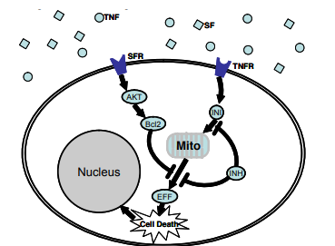 OTNF
Nucleus
SFR
AKT
Bcl2
EFF
Mito
Cell Death
INI
TNFR
INH