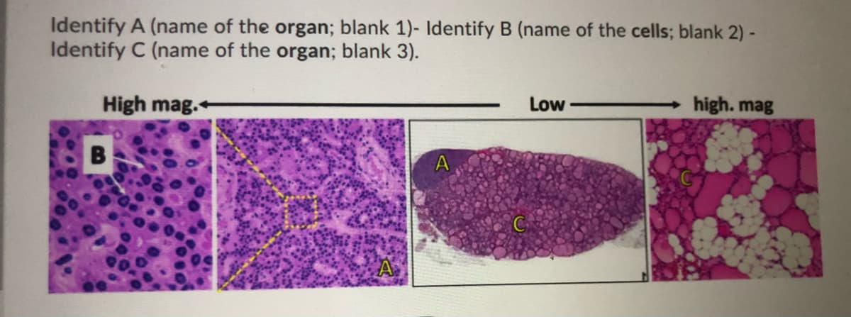 Identify A (name of the organ; blank 1)- Identify B (name of the cells; blank 2) -
Identify C (name of the organ; blank 3).
High mag.
Low
high. mag

