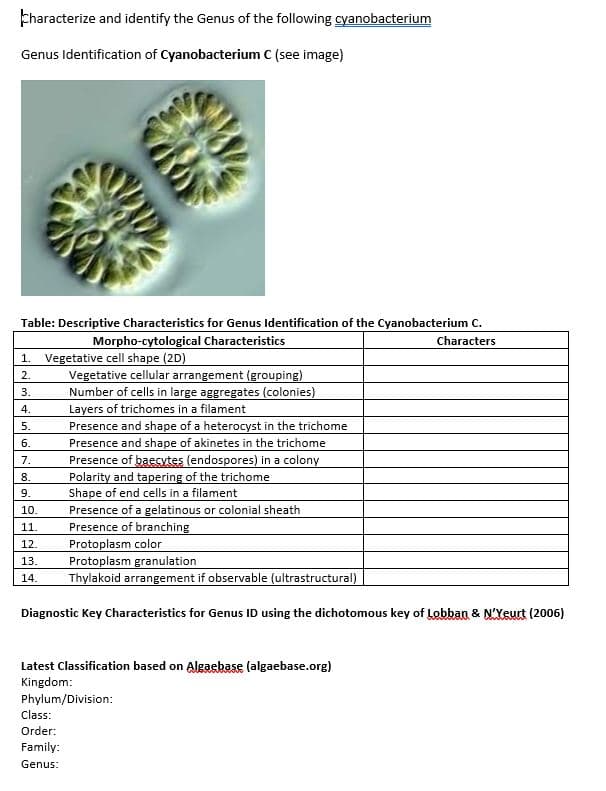 Characterize and identify the Genus of the following cyanobacterium
Genus Identification of Cyanobacterium C (see image)
Table: Descriptive Characteristics for Genus Identification of the Cyanobacterium C.
Morpho-cytological Characteristics
Characters
1. Vegetative cell shape (2D)
2.
3.
4.
5.
6.
7.
8.
9.
10.
11.
12.
13.
14.
Vegetative cellular arrangement (grouping)
Number of cells in large aggregates (colonies)
Layers of trichomes in a filament
Presence and shape of a heterocyst in the trichome
Presence and shape of akinetes in the trichome
Presence of baecytes (endospores) in a colony
Polarity and tapering of the trichome
Shape of end cells in a filament
Presence of a gelatinous or colonial sheath
Presence of branching
Protoplasm color
Protoplasm granulation
Thylakoid arrangement if observable (ultrastructural)
Diagnostic Key Characteristics for Genus ID using the dichotomous key of Lobban & N'Yeurt (2006)
Latest Classification based on Algaebase (algaebase.org)
Kingdom:
Phylum/Division:
Class:
Order:
Family:
Genus: