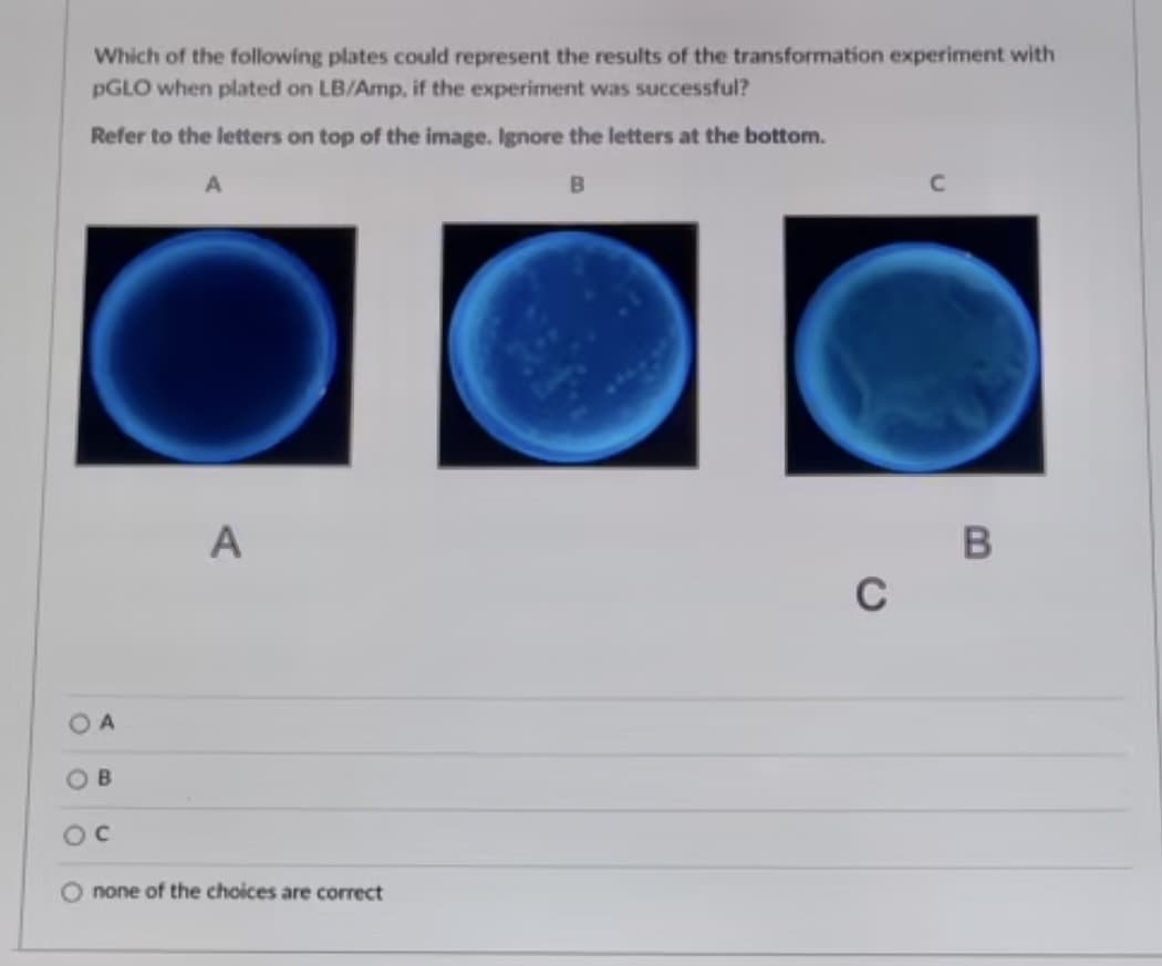 Which of the following plates could represent the results of the transformation experiment with
PGLO when plated on LB/Amp, if the experiment was successful?
Refer to the letters on top of the image. Ignore the letters at the bottom.
A
A
C
OB
O none of the choices are correct
