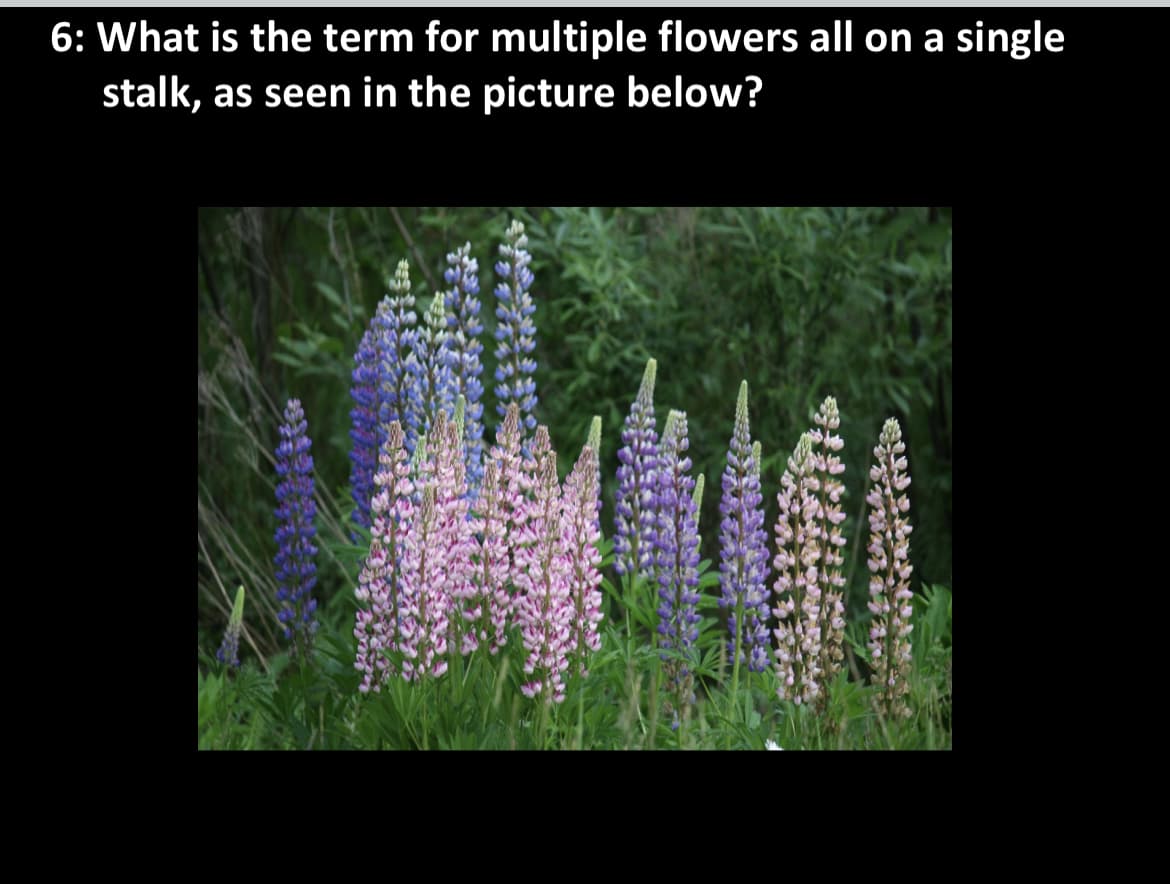 6: What is the term for multiple flowers all on a single
stalk, as seen in the picture below?
